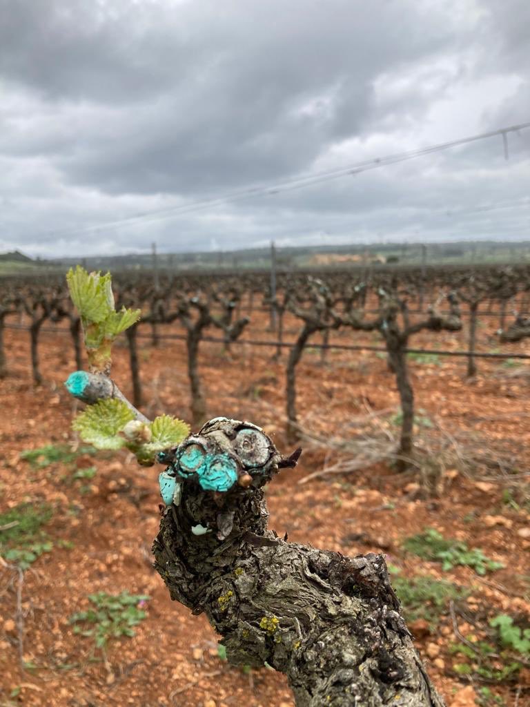 🌧🌱 ¡Ya asoma la #primavera!

Primeros brotes verdes que nos alegran un día gris.
Primers brots verds que ens alegren un dia gris
First green shoots that brighten up a gray day.