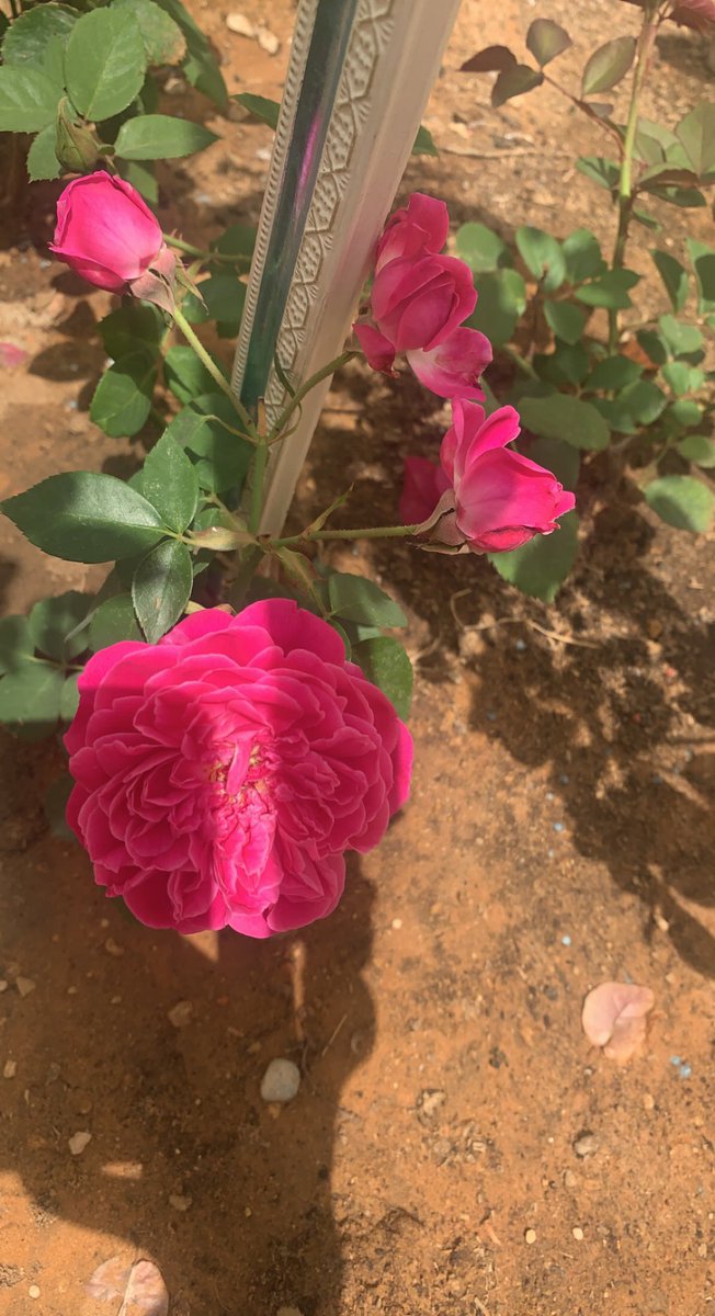 lillohx's tweet photo. اللهم صلي وسلم على نبينا محمد https://t.co/ulDmftDJBT