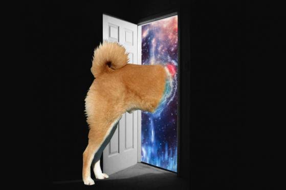 CyrptoCounter's tweet photo. Now it's time to big move yeah one and only shiba. https://t.co/5r5NzgR77a