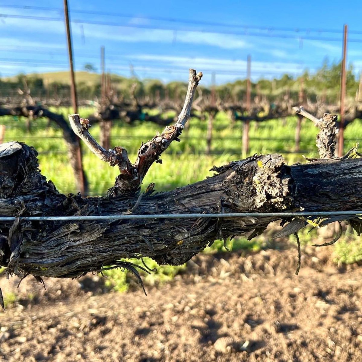 losolivosca's tweet image. Springtime is the perfect time to visit @LiquidFarm. Stop by and enjoy a flight, glass or bottle of wine while you relax in the sunny farmhouse style tasting room in the heart of #LosOlivosCA.
・・・
Spring is here on the Santa Ynez Valley! 
#Repost @LiquidFarm
