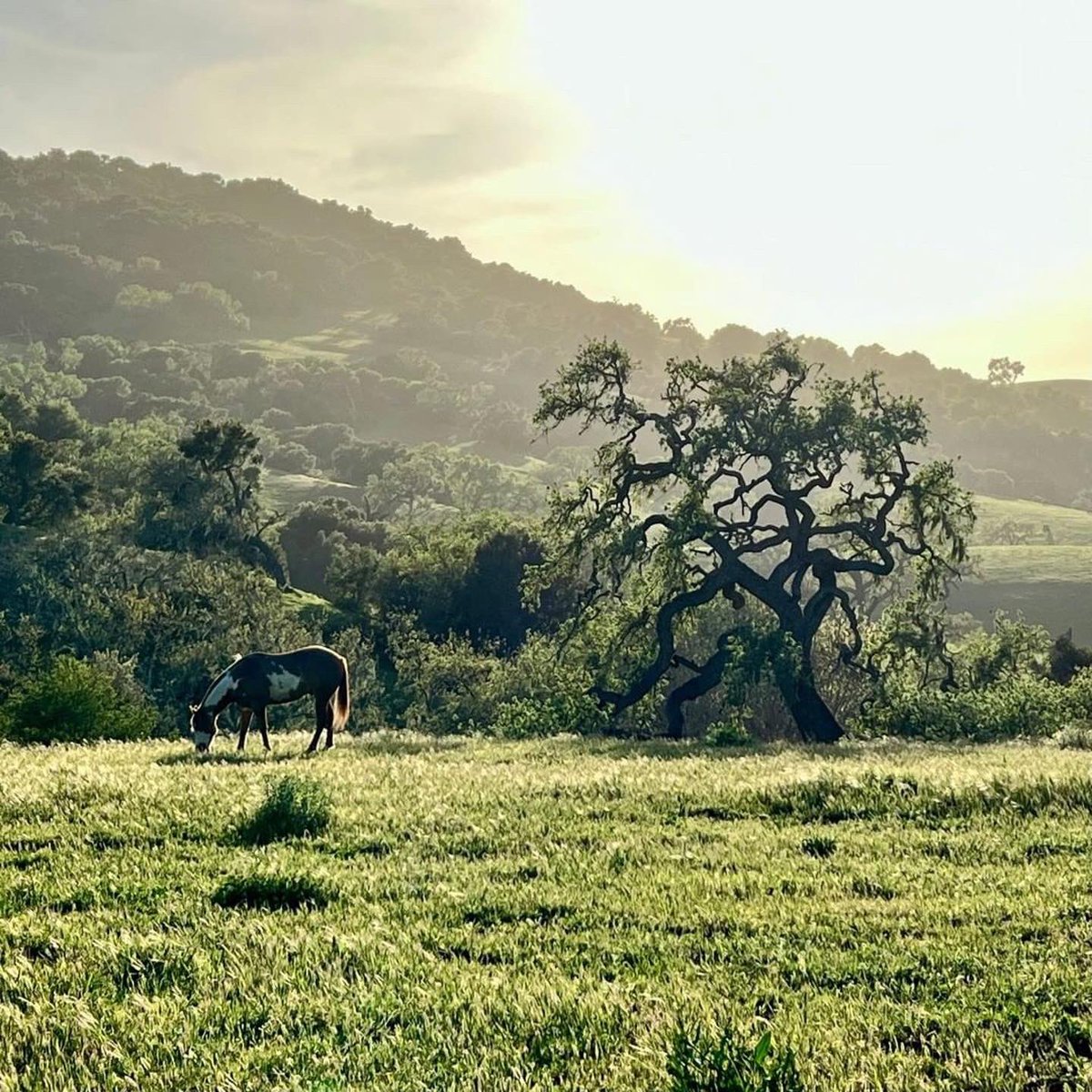 losolivosca's tweet image. Springtime is the perfect time to visit @LiquidFarm. Stop by and enjoy a flight, glass or bottle of wine while you relax in the sunny farmhouse style tasting room in the heart of #LosOlivosCA.
・・・
Spring is here on the Santa Ynez Valley! 
#Repost @LiquidFarm