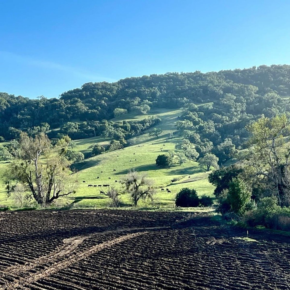 losolivosca's tweet image. Springtime is the perfect time to visit @LiquidFarm. Stop by and enjoy a flight, glass or bottle of wine while you relax in the sunny farmhouse style tasting room in the heart of #LosOlivosCA.
・・・
Spring is here on the Santa Ynez Valley! 
#Repost @LiquidFarm