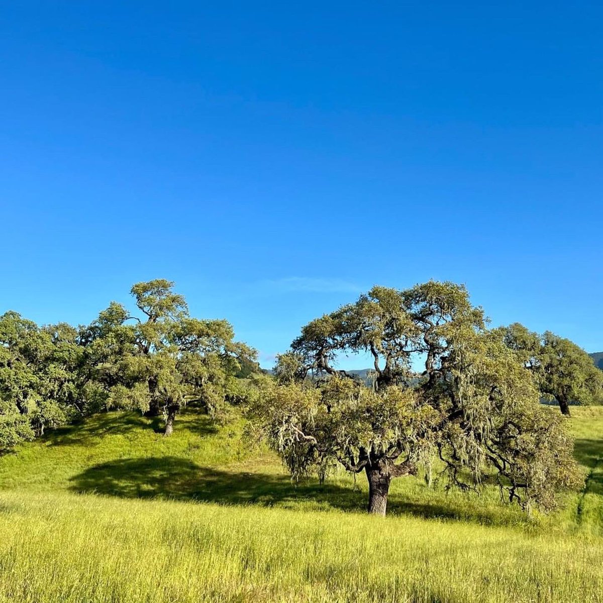 losolivosca's tweet image. Springtime is the perfect time to visit @LiquidFarm. Stop by and enjoy a flight, glass or bottle of wine while you relax in the sunny farmhouse style tasting room in the heart of #LosOlivosCA.
・・・
Spring is here on the Santa Ynez Valley! 
#Repost @LiquidFarm