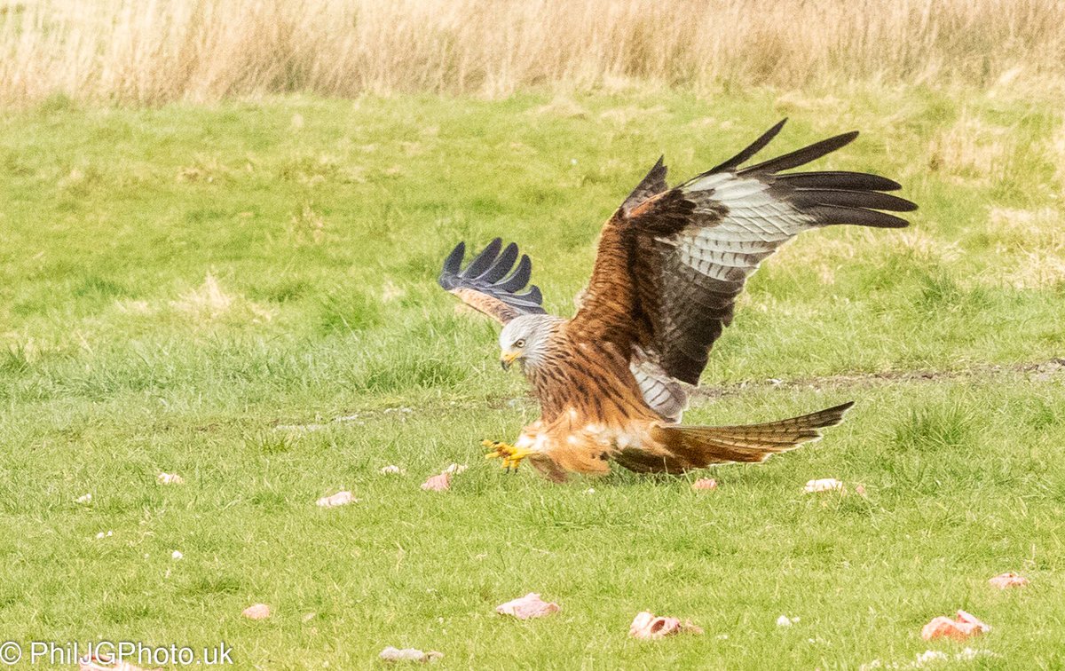 PhilGravett's tweet photo. Gigrin Farm red kites #gigrin #redkites #Wales https://t.co/OK6e5Z6pPF