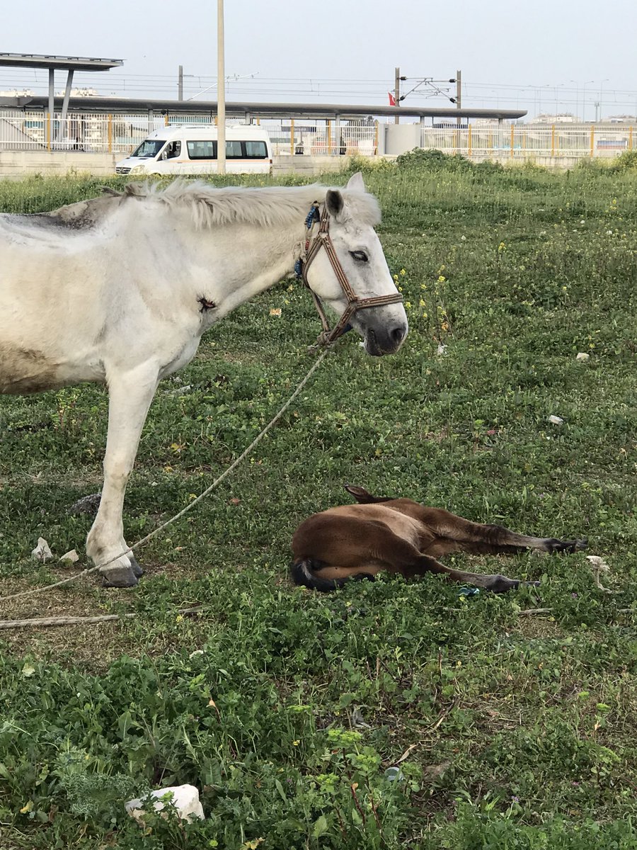 pelinmiacaba's tweet photo. İzmir Mavişehir İzban durağındaki atların durumu çok kötü. Ne olur bir şeyler yapın kurtarın bu hayvanları. Yeni doğmuş bir tay vardı ölmek üzere asla kalkmıyor yerinden @izmirbld @izmirgibiyiz @HAYKON_Official @hayhaksaygi @haysevder https://t.co/BiW19j4f8G