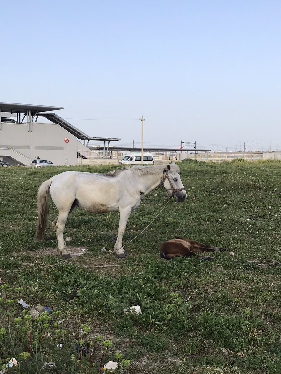 pelinmiacaba's tweet photo. İzmir Mavişehir İzban durağındaki atların durumu çok kötü. Ne olur bir şeyler yapın kurtarın bu hayvanları. Yeni doğmuş bir tay vardı ölmek üzere asla kalkmıyor yerinden @izmirbld @izmirgibiyiz @HAYKON_Official @hayhaksaygi @haysevder https://t.co/BiW19j4f8G