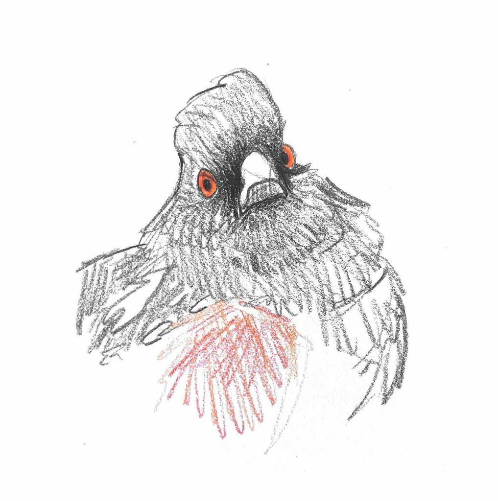 Bird Strips tweet media