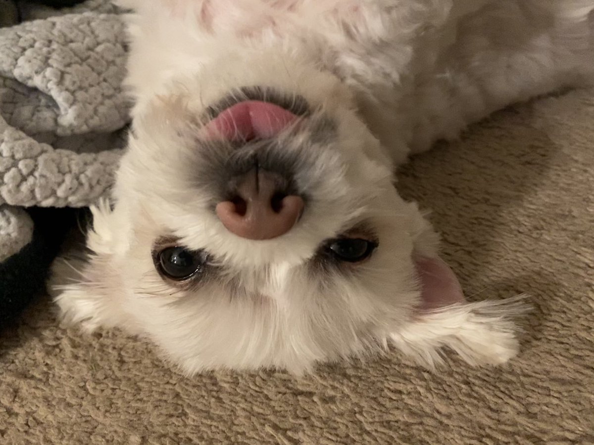 BadBoyHalo's tweet image. Rat is looking forward to staying with you too!