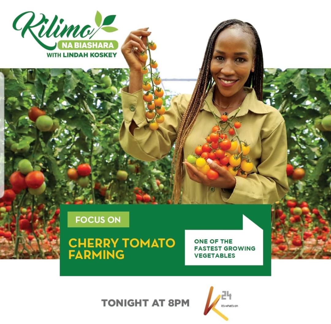 AgroponicsE's tweet photo. Tonight at 8pm lets watch,,,
#AgroponicsEntrprise
#k24tv
#KilimoNaBiashra @K24Tv @KeEquityBank @Plankez254 @CalebOlale https://t.co/CyeE21bL5Z