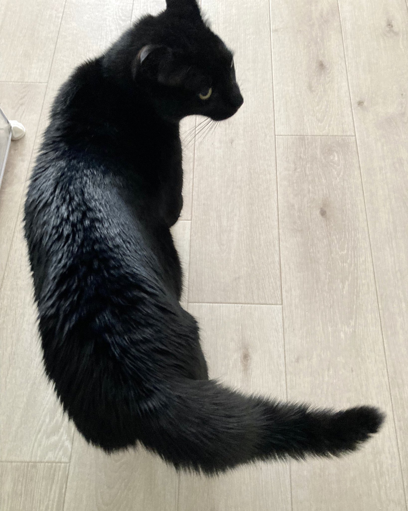 Nenekoko Channel Al Twitter 走り回り 興奮して しっぽが太いねねここ 3枚目は通常時参考 ねねここ 尻尾 しっぽ 太い 猫 黒猫 くろねこ 黒猫の可愛さ伝え隊 黒猫は幸せを呼ぶ 猫好きさんと繋がりたい T Co W9n1t3gje8 Twitter