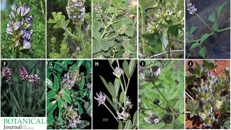 BotJLinnSoc's tweet photo. #Phylogenetics and #biogeography of #Psoraleeae (#Fabaceae). Bello et al. #Psoralea #Legumes #LongDistanceDispersal. https://t.co/WJr3HAqkY9 https://t.co/cUckhMOVP3