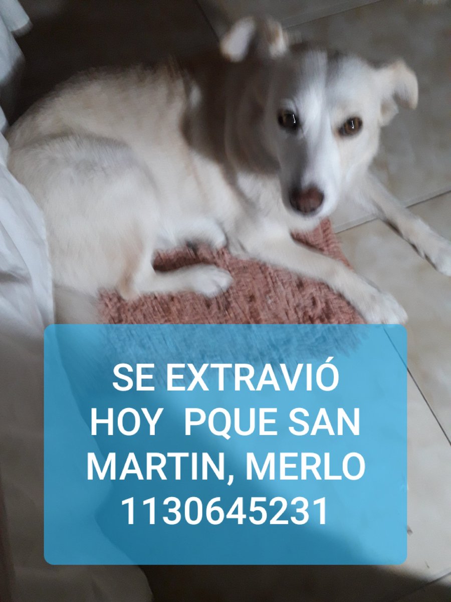 TARDEO's tweet photo. PERRITA EXTRAVIADA POR MERLO,  https://t.co/hi7P94RqPv, SI LA VES LLAMAME AL 1130645231 GRATIFICARÈ https://t.co/wcfVmKa3Zn