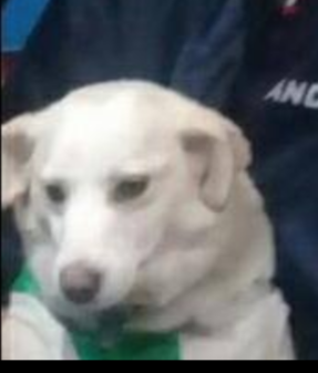 TARDEO's tweet photo. PERRITA EXTRAVIADA POR MERLO,  https://t.co/hi7P94RqPv, SI LA VES LLAMAME AL 1130645231 GRATIFICARÈ https://t.co/wcfVmKa3Zn