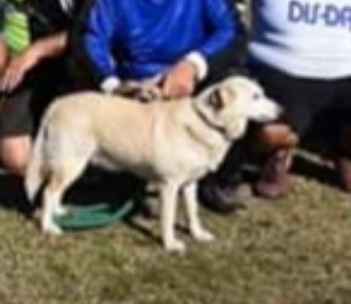 PERRITA EXTRAVIADA POR MERLO,  BS.AS, SI LA VES LLAMAME AL 1130645231 GRATIFICARÈ