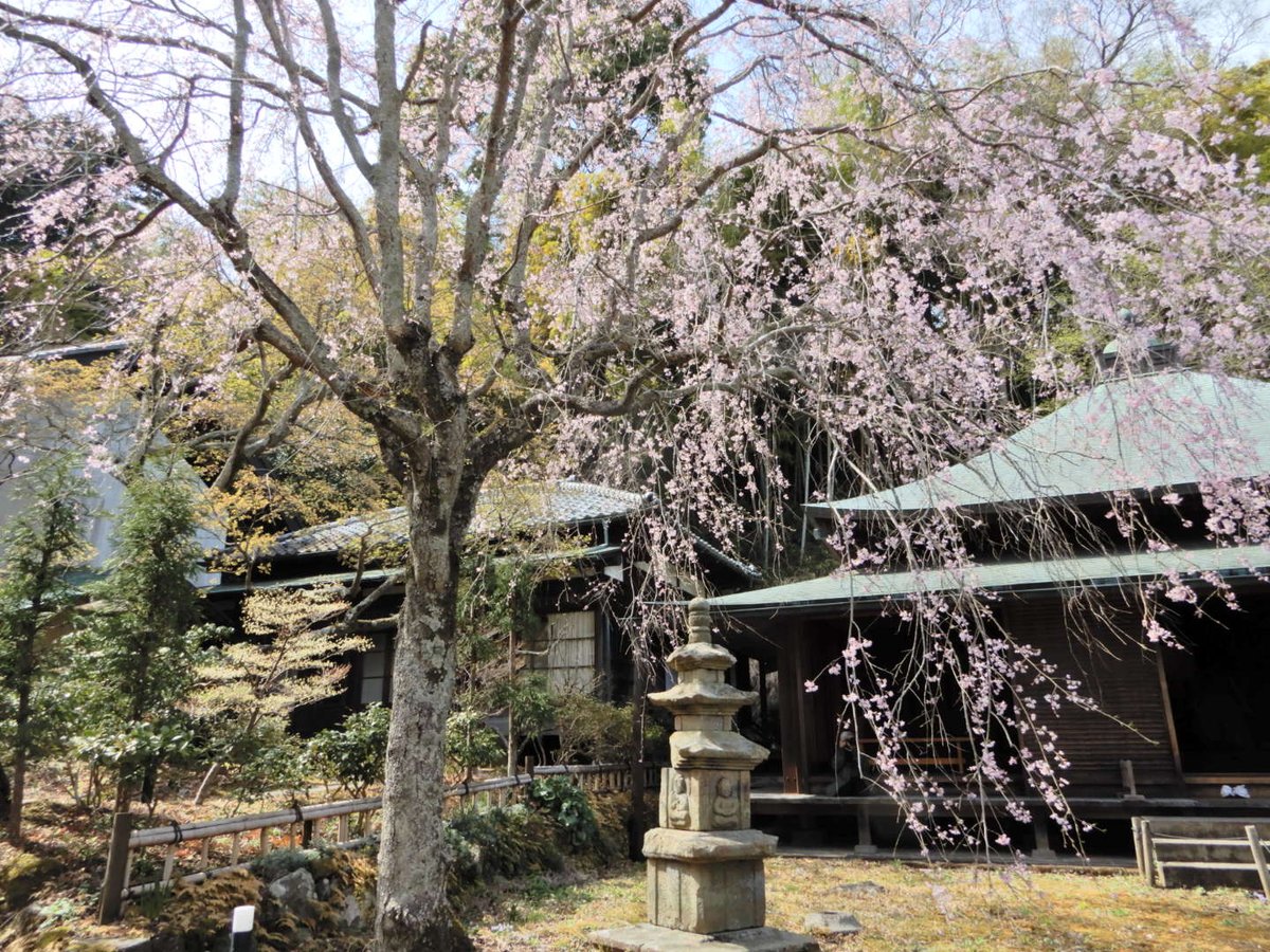 0209koko's tweet photo. 東慶寺の枝垂れ桜
好きな風景…

#北鎌倉を歩く
#東慶寺 
#桜巡り 
#枝垂れ桜 
#TLを花でいっぱいにしよう 
#花のある風景 https://t.co/OTae11ZKLV