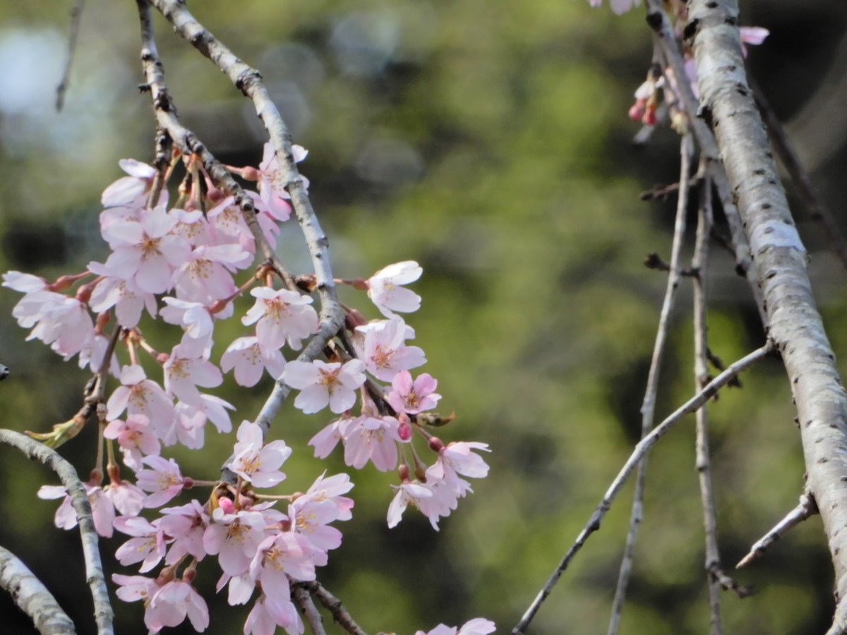 0209koko's tweet photo. 東慶寺の枝垂れ桜
好きな風景…

#北鎌倉を歩く
#東慶寺 
#桜巡り 
#枝垂れ桜 
#TLを花でいっぱいにしよう 
#花のある風景 https://t.co/OTae11ZKLV