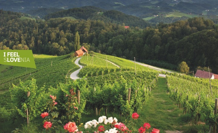 Odkrijte štajersko vinsko cesto! 😃 🌞 bit.ly/36Jszy9 
Naj bo #Mond vaše popolno izhodišče za odkrivanje Štajerske na obeh straneh meje. 
🧭 Nočitev z zajtrkom že od  64,50 EUR / osebo 
#ifeelSlovenia #hituniverseoffun #Šentilj #Maribor #Pohorje