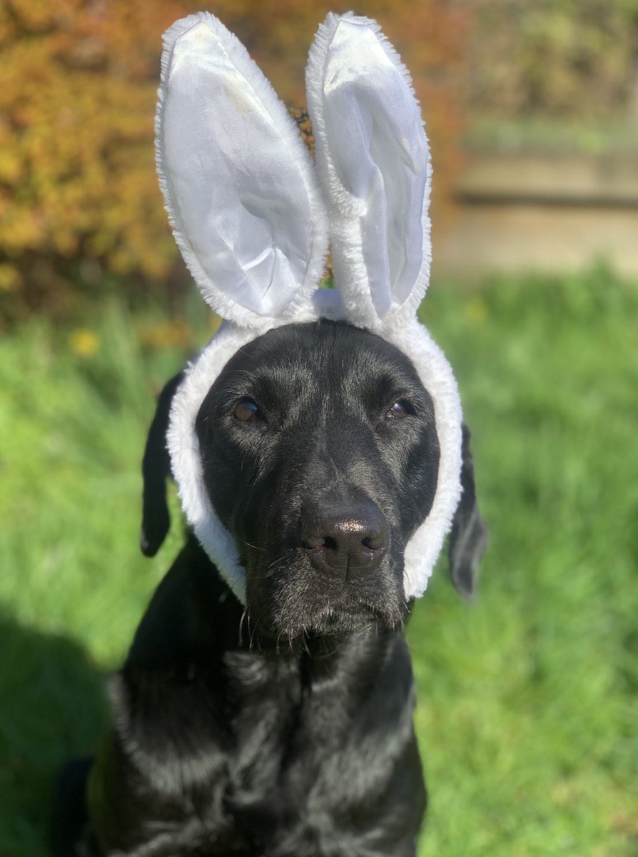 You called?🐇 
#WhiteRabbit #PinchPunch #AprilFoolsDay