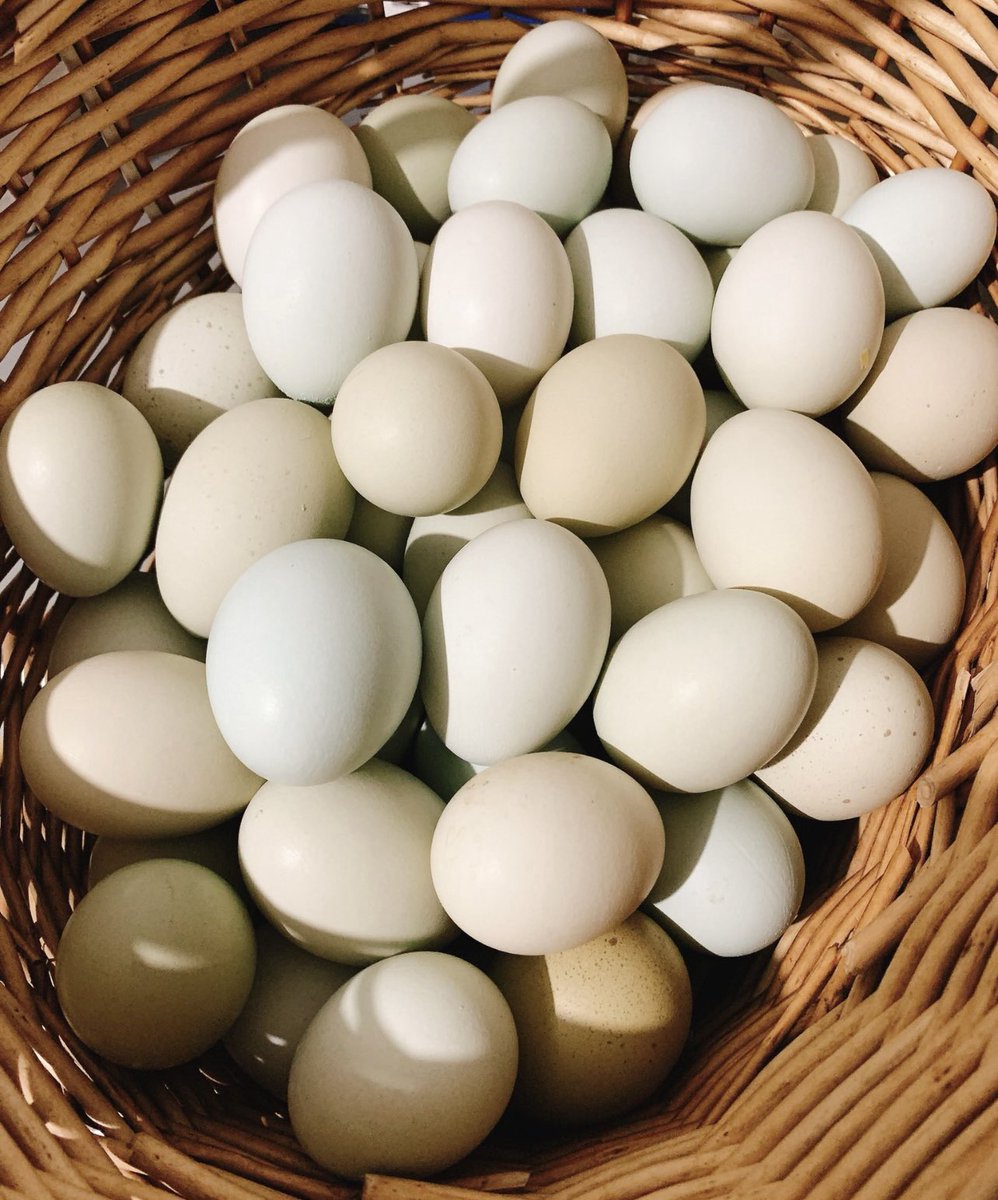 dalpumeun's tweet photo. 🥚청란판매합니다🥚

고소하고 맛있는 무항생제 유정란이 왔어요~
1판(30알) 18,000원, 배송비 별도 +3,500원
한번에 4판까지 배송 가능합니다.
깨질염려없고 안전한 에어팩 포장해서 발송 됩니다

주문수량/성함/연락처/주소를
DM(쪽지)✉또는 
문자010-7921-9757로 주시면 됩니다~^^ https://t.co/AcLEMtWoLz