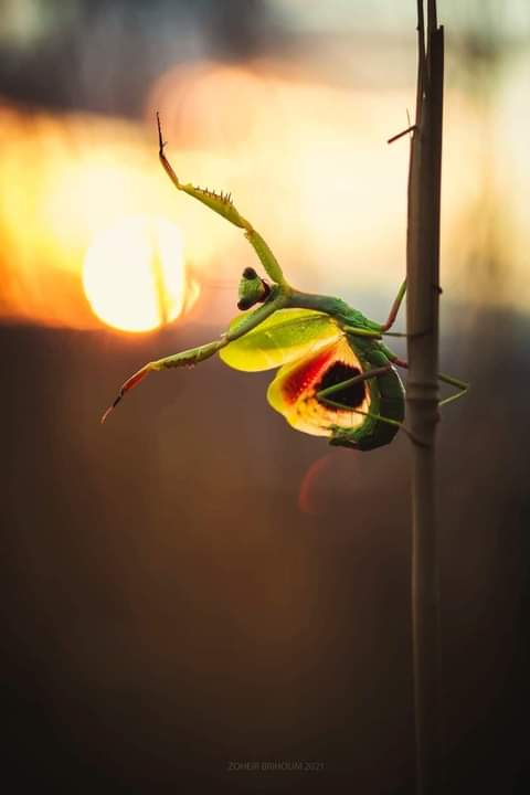 Good Morning friday...🍃🍀🌿🌴💚💕💗💜💙☕❤🙏