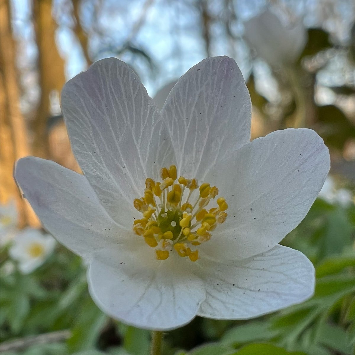 PeterBeek8's tweet photo. Little plants can bring allot positive vibes. 🌼.                                                     #fun #Macro #Spring #voorjaar #flowerphotography #bloemtwitter https://t.co/MDzSAUfKYj