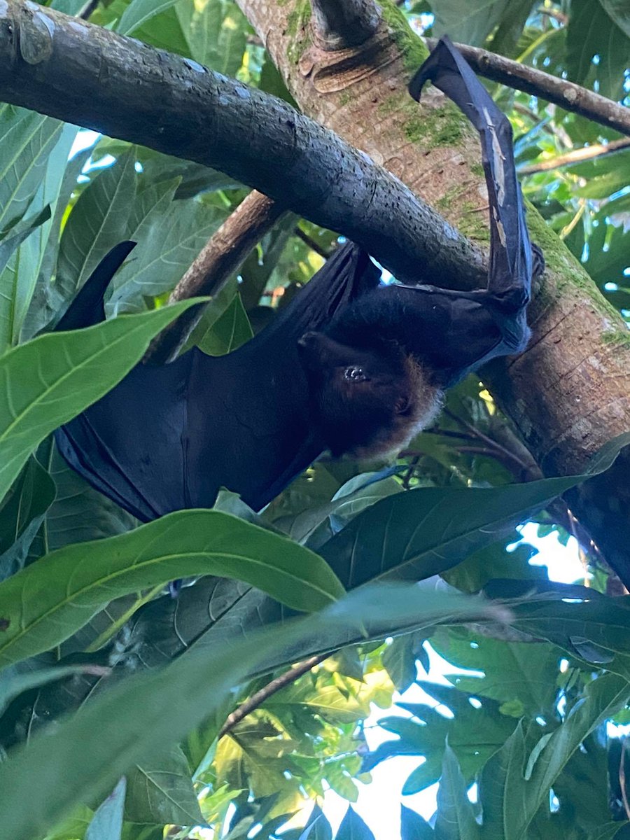 NPamericansamoa's tweet photo. The Fruit Bat known as the “Pe’a”. The only mammal capable of flying. In the dark they can be frightening, but if you spot one in the daytime you will see that it’s a cute furry animal that loves to eat fruits and naps while hanging upside down and usually comes out at night. https://t.co/cAZ5WHfA2u