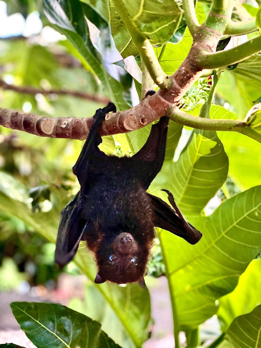 NPamericansamoa's tweet photo. The Fruit Bat known as the “Pe’a”. The only mammal capable of flying. In the dark they can be frightening, but if you spot one in the daytime you will see that it’s a cute furry animal that loves to eat fruits and naps while hanging upside down and usually comes out at night. https://t.co/cAZ5WHfA2u
