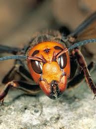 MensSlugRugby's tweet image. We ready!   Round 2 of the invertebrate cup!!!! #noknownpredators  #goslugs