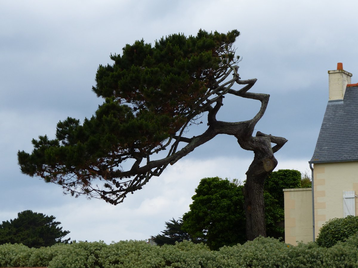 YvonBourles's tweet photo. Sur on e oa bet ijinet ar bonzaioù e Breizh a-raok e Japan !
#Breizh #Priel #AodoùanArvor #brezhoneg #bzh #bzhg https://t.co/4M1Q59cMtG