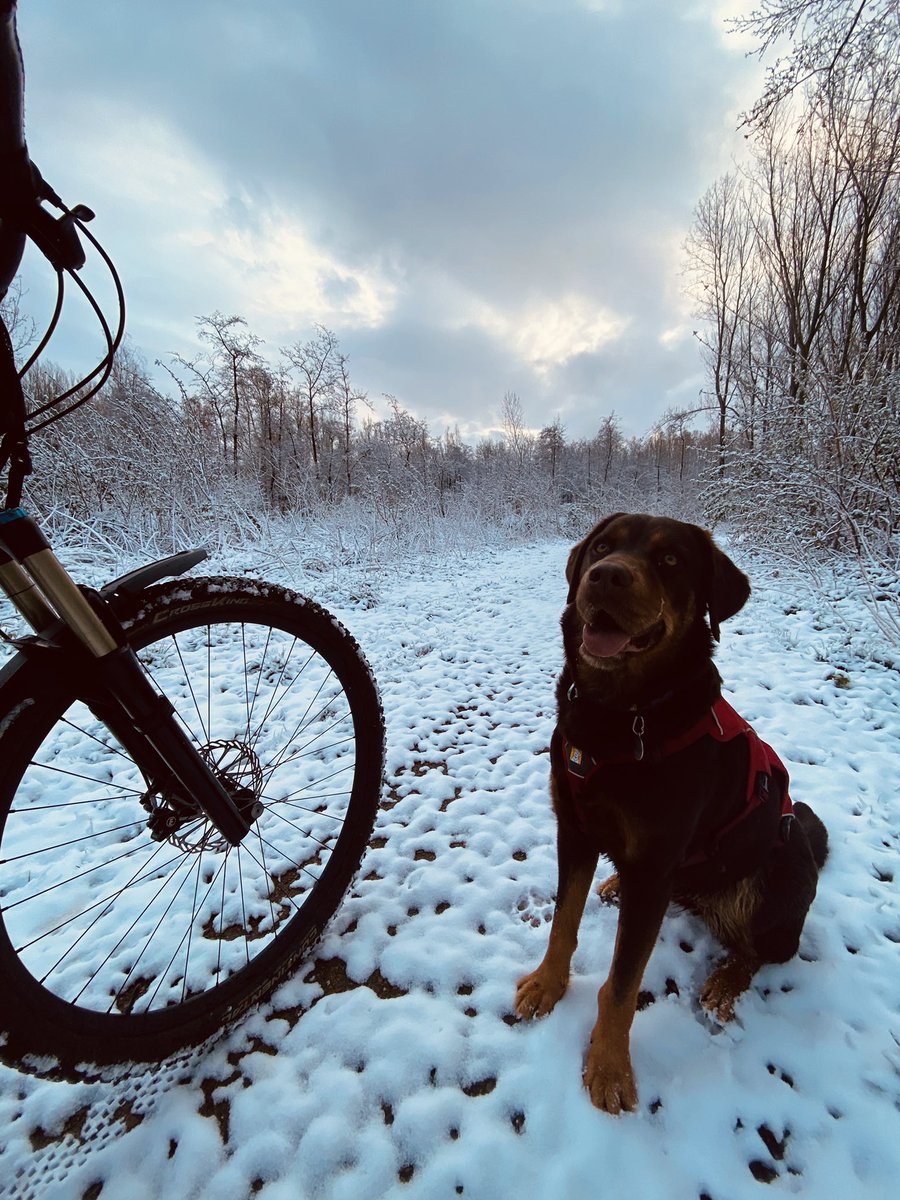 HoekMR's tweet photo. Excellent start of the day! #snow #dog    @LageBergseBos https://t.co/bGOTeNHvjt