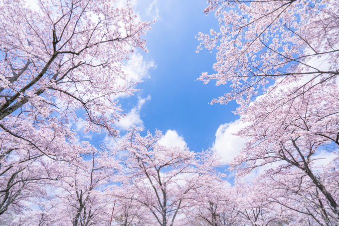 今日みたいにこんないい天気ならお花見するのもいいだろうなって思ってたら、公園で2,3組のママさんと子供たちが一本の桜の木の下で楽しそうにランチしてる!! 考えたらもう何十年も前に一度だけ花見した記憶しかないけど、こう言うのが幸せなんだろなーてほんとに思う&hellip;とエープリルフールにつぶやくww