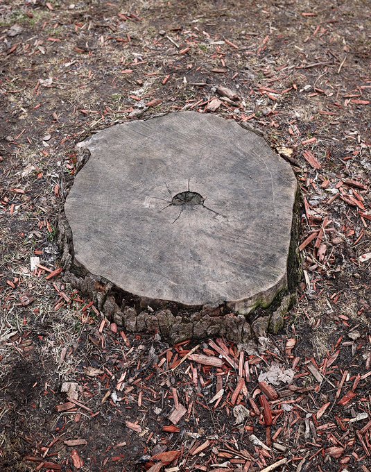 HomesAtMetacoda's tweet photo. Stumped by a pit!
Fabulous #creativity & #imagination.
#davidzinn #art #treestump
RT @davidzinn_art
Simon specializes in conversation pits and/or swimming pools depending on how much it rains. #StreetArt #ChalkArt #OffTheSidewalk #Beaver #Woodworking #Pareidolia #NeverStumped https://t.co/0wbikYLxvk