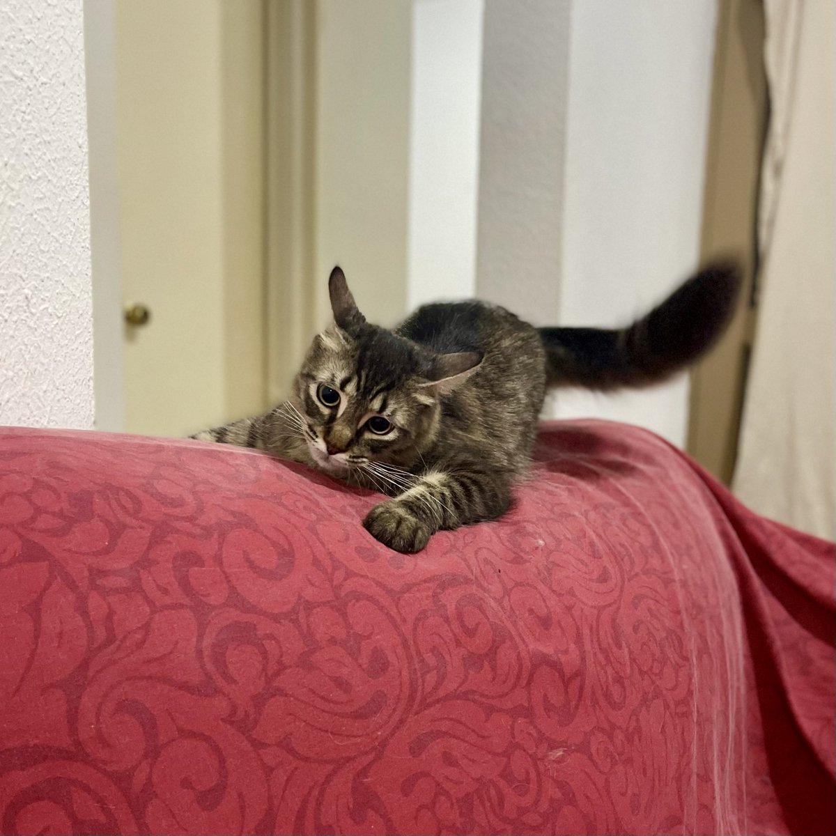 ijaviertorres's tweet photo. Alguien se levantó muy feliz el día de hoy.❤️😸
#Kittens #Sweet #GoodDay #Happy https://t.co/veZJI4xbWC