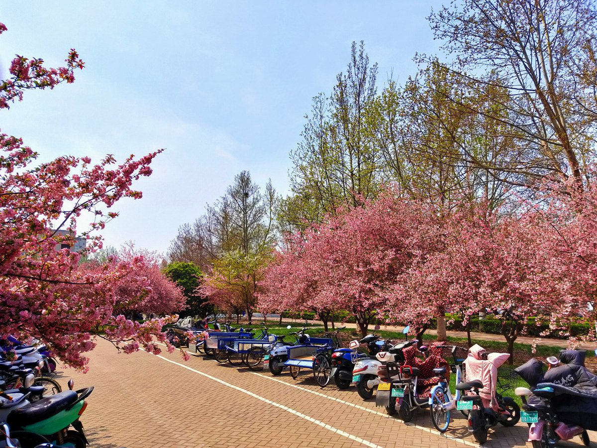 junaidwahid007's tweet image. Come out after finalising the dissertation submission, see what i found, bright sunny day, which is rare these days in zhengzhou.❤🌸
#phdlife #springvibes #refreshmind #zhengzhou #china