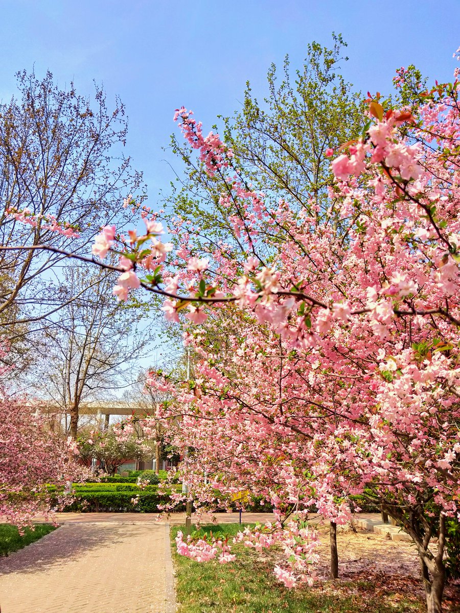 junaidwahid007's tweet image. Come out after finalising the dissertation submission, see what i found, bright sunny day, which is rare these days in zhengzhou.❤🌸
#phdlife #springvibes #refreshmind #zhengzhou #china