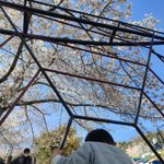 ツイートに含まれる画像