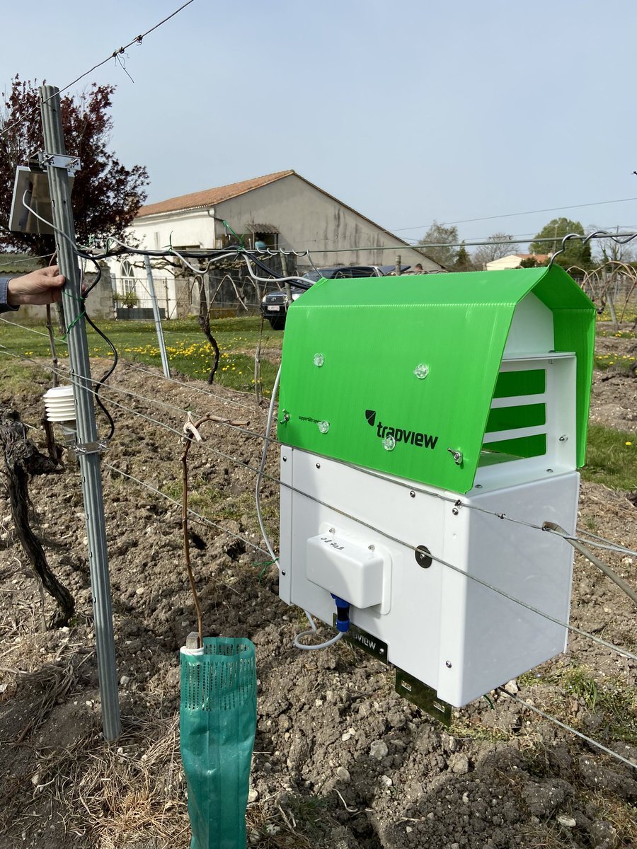 Mise en place pour la première année de pièges connectés trapview. Ces pièges vont nous aider à suivre la dynamique des papillons des vers de la grappe