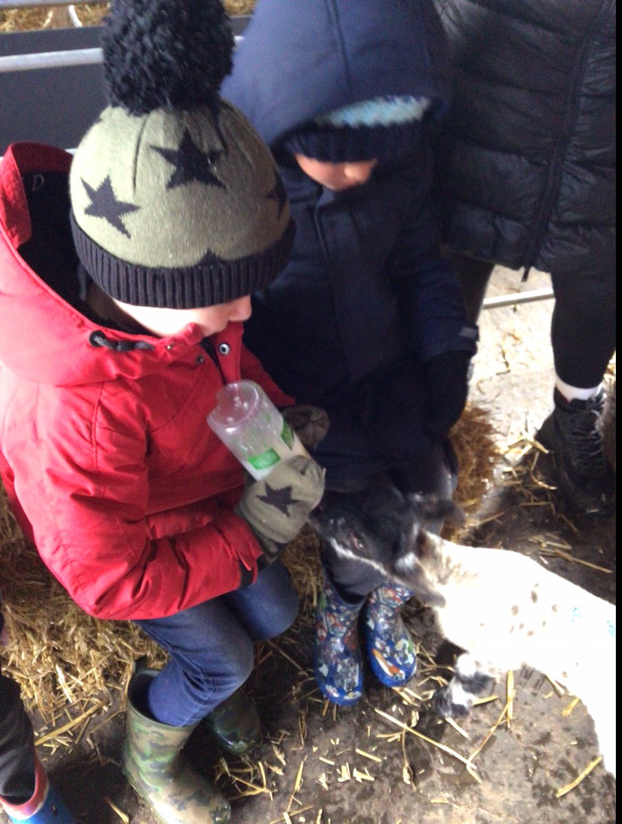 BlueClassBEFS's tweet photo. We loved helping out by feeding the baby lambs! 🐑 https://t.co/PaEqwN8tt7