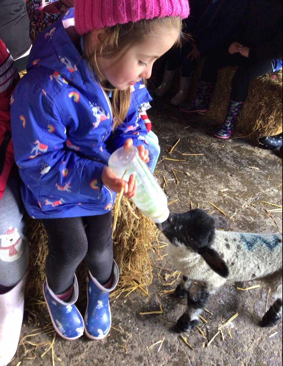 BlueClassBEFS's tweet photo. We loved helping out by feeding the baby lambs! 🐑 https://t.co/PaEqwN8tt7