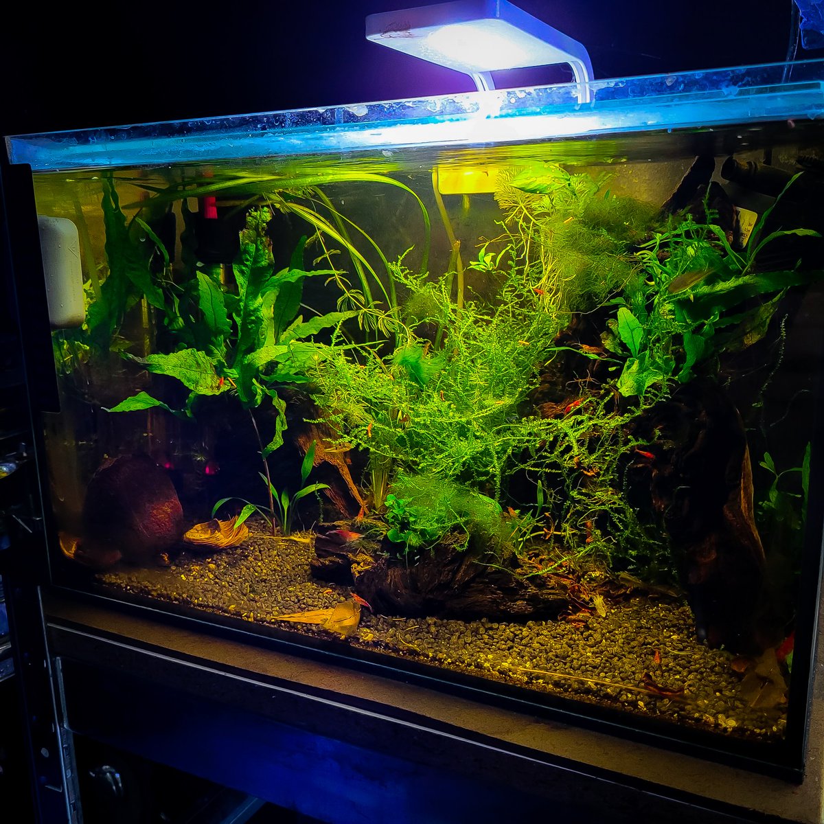 brightfryed's tweet photo. Wild! Boom of cherry shrimp in my pigmy puffer aquarium 😂
-----------
Enjoying my content? Don't forget to head over to YouTube and subscribe 👍
-----------
#tropicalfishkeeping #fishroom #fishstudio #fishouse https://t.co/2aUkqVmnOn