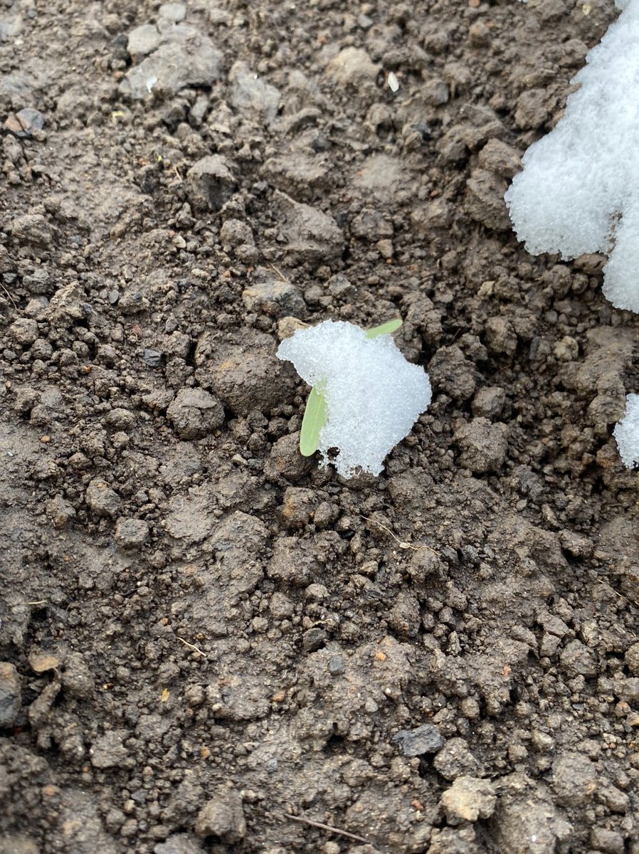 MichielvdVate's tweet photo. Lekker weertje vanmorgen, beter binnen blijven. Zou het dekentje voldoende zijn voor de #suikerbiet om te overleven? @Wesemaelbv @IRS_suikerbiet @CosunBeetCo https://t.co/zf0iwCPF7M