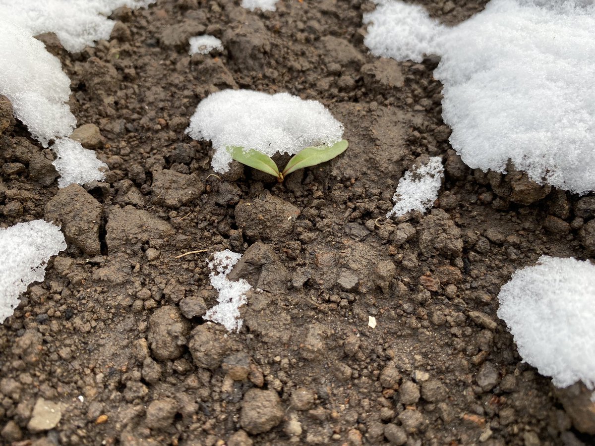 MichielvdVate's tweet photo. Lekker weertje vanmorgen, beter binnen blijven. Zou het dekentje voldoende zijn voor de #suikerbiet om te overleven? @Wesemaelbv @IRS_suikerbiet @CosunBeetCo https://t.co/zf0iwCPF7M