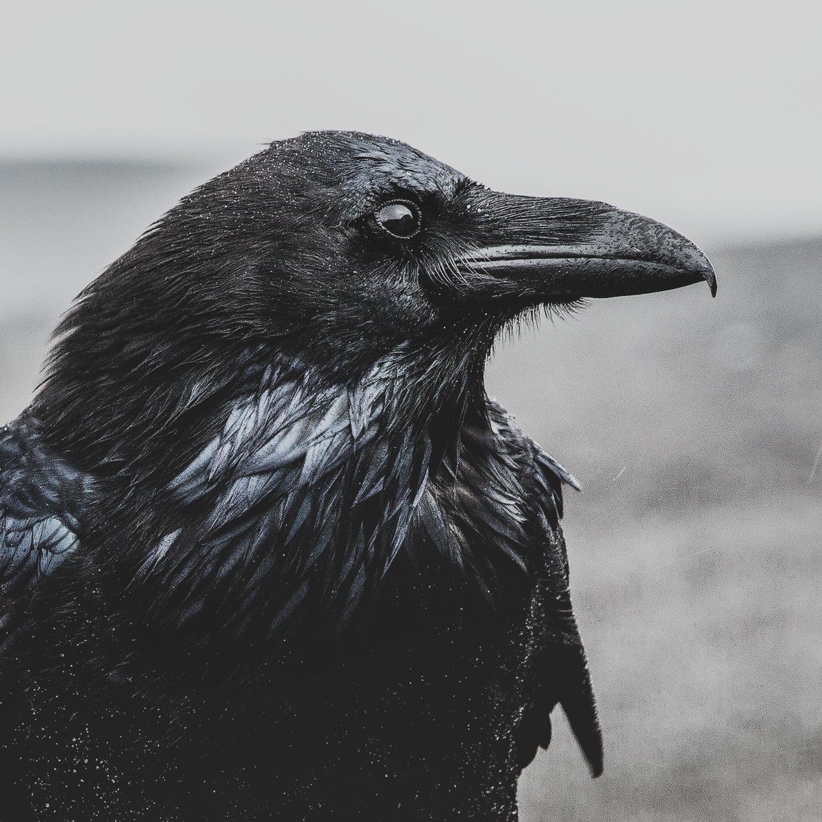 NORTHERN LOVE
youtube.com/watch?v=bK_wD5…

I gathered pain and corpses 
But hatred still kept my chains  
Am I the horned beast, that it feels like?
Am I still submitted to the foolish child? 
...

#melancholic #atmospheric #agnostic #music #northernlove #metal #postblackmetal #rain