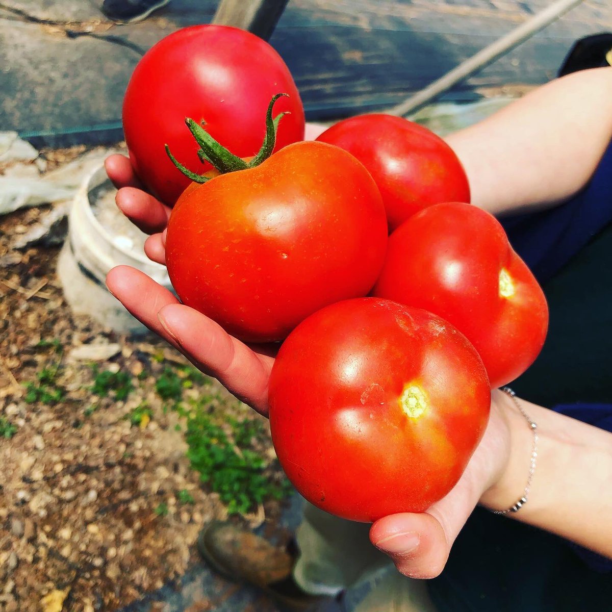 Tomatoes picked fresh from the greenhouse. A great metaphor for what can be achieved when a supportive environment is provided. #growth #resilience #leadership