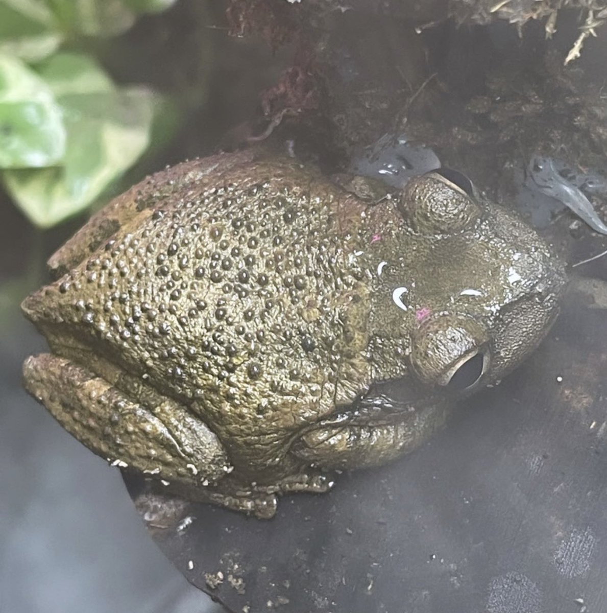 Stantastical's tweet photo. Look at my froglet https://t.co/oGgmSqlLRT