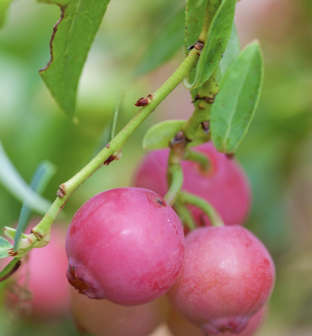 RiypSA's tweet photo. Excited to announce our new product - Pink Blueberries! 

Officially called “Pink Lemonade Blueberries”

They are about twice as sweet as standard blueberries and have a slight lemony flavour, giving their name a meaning which stretches just beyond the pink appearance. https://t.co/0EZ9lylXEG
