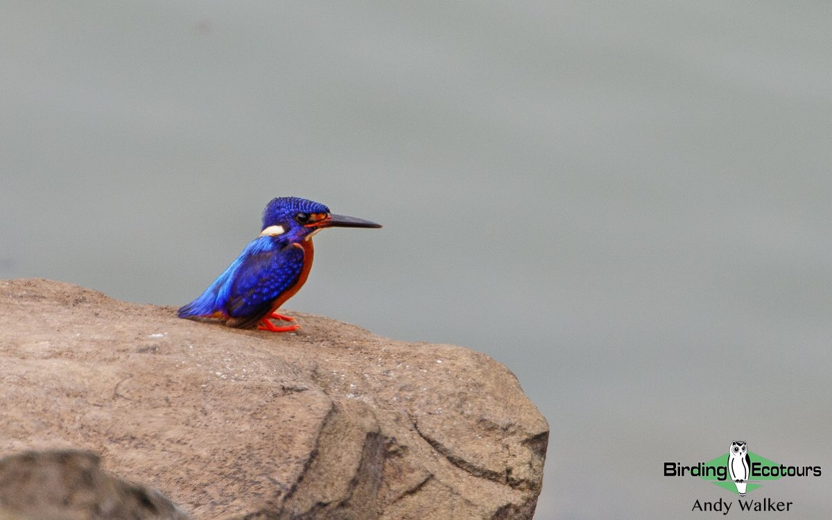 Wow! Take a moment to appreciate just how stunning this Blue-eared Kingfisher is… 

Enjoyed in Bali, Indonesia last weekend. #BirdsSeenIn2022 

#birding #birdwatching #BirdTwitter #kingfisher #beautiful #birdphotography #TwitterNatureCommunity #birds #BirdsUp #bali