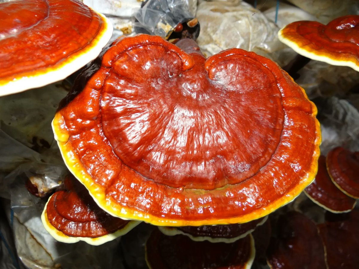 SAJS_Official's tweet photo. - @khamwenye, @Tuuthigilwa, @nailoke7, @Komeine1 et al. motivate for cultivation of underutilised, indigenous, bioactive #Ganoderma mushrooms in Namibia, for its potential to improve #HumanHealth and create #employment. https://t.co/RQ87JDTFhs
@unam_na https://t.co/FhlPTPUWnf