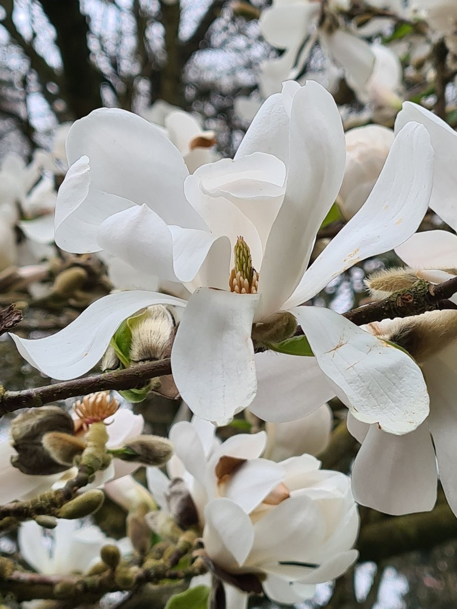 NaomiSlade's tweet photo. Caught the magnolias at Great Comp the other day, following my recent @GardenAnswers article!
Lovely to meet salvia supremo William Dyson too, thanks @Vikki_Rimmer for organising!
#magnolias #greatcomp #gardenvisit https://t.co/76iRSiZYgL