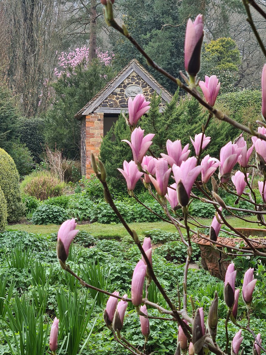 NaomiSlade's tweet photo. Caught the magnolias at Great Comp the other day, following my recent @GardenAnswers article!
Lovely to meet salvia supremo William Dyson too, thanks @Vikki_Rimmer for organising!
#magnolias #greatcomp #gardenvisit https://t.co/76iRSiZYgL